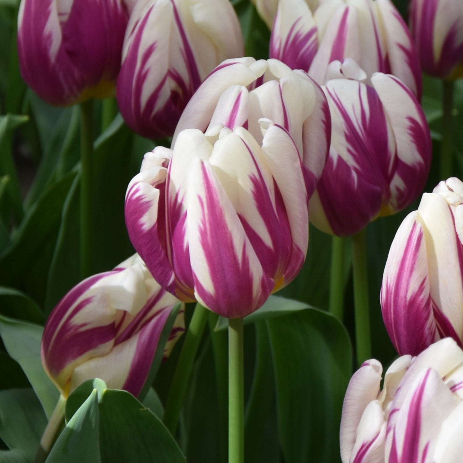Tulipa Happy Feet