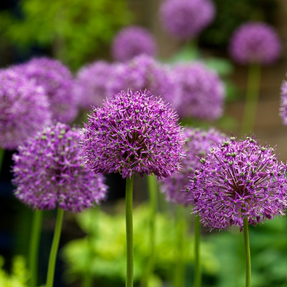 Allium altissimum