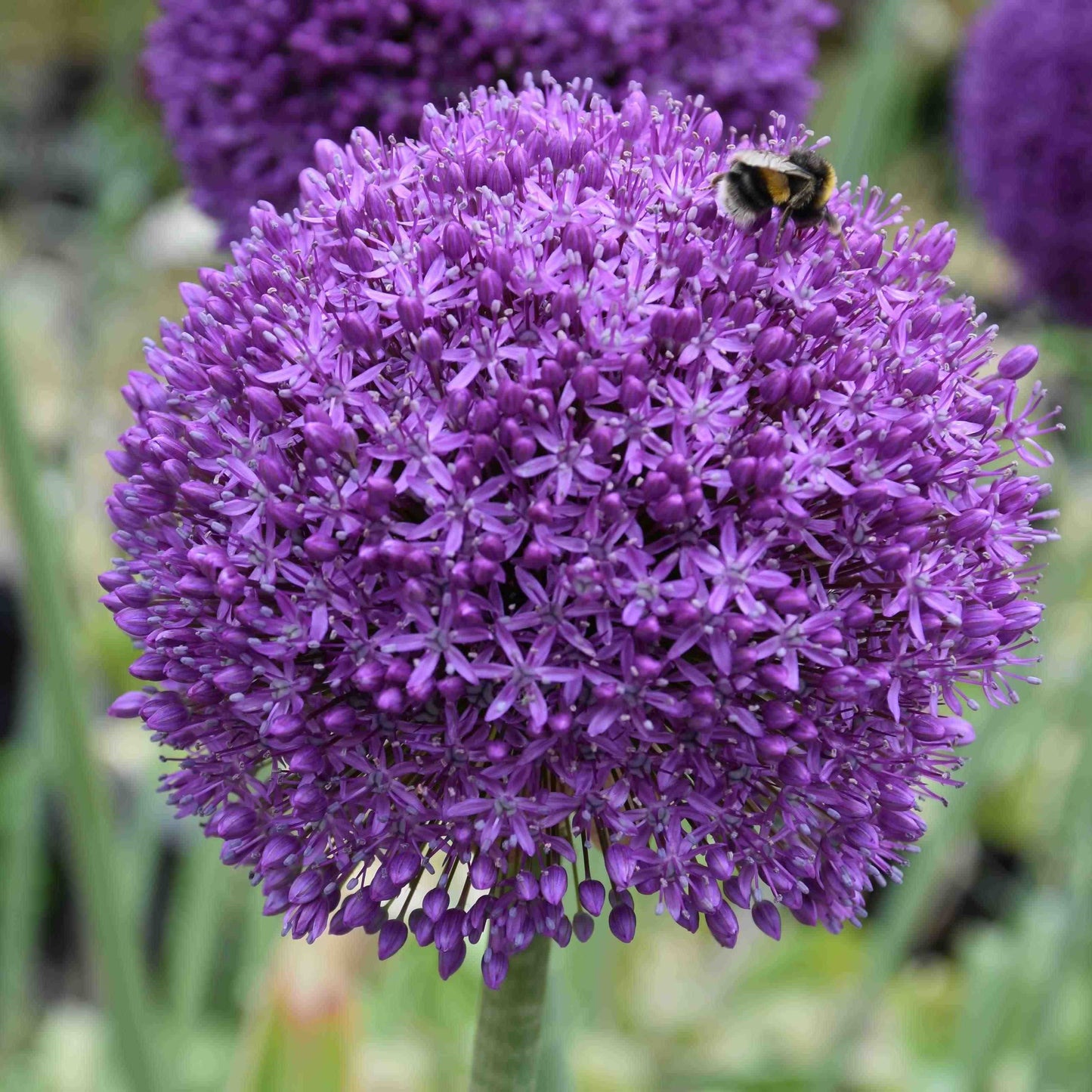 Allium Ambassador