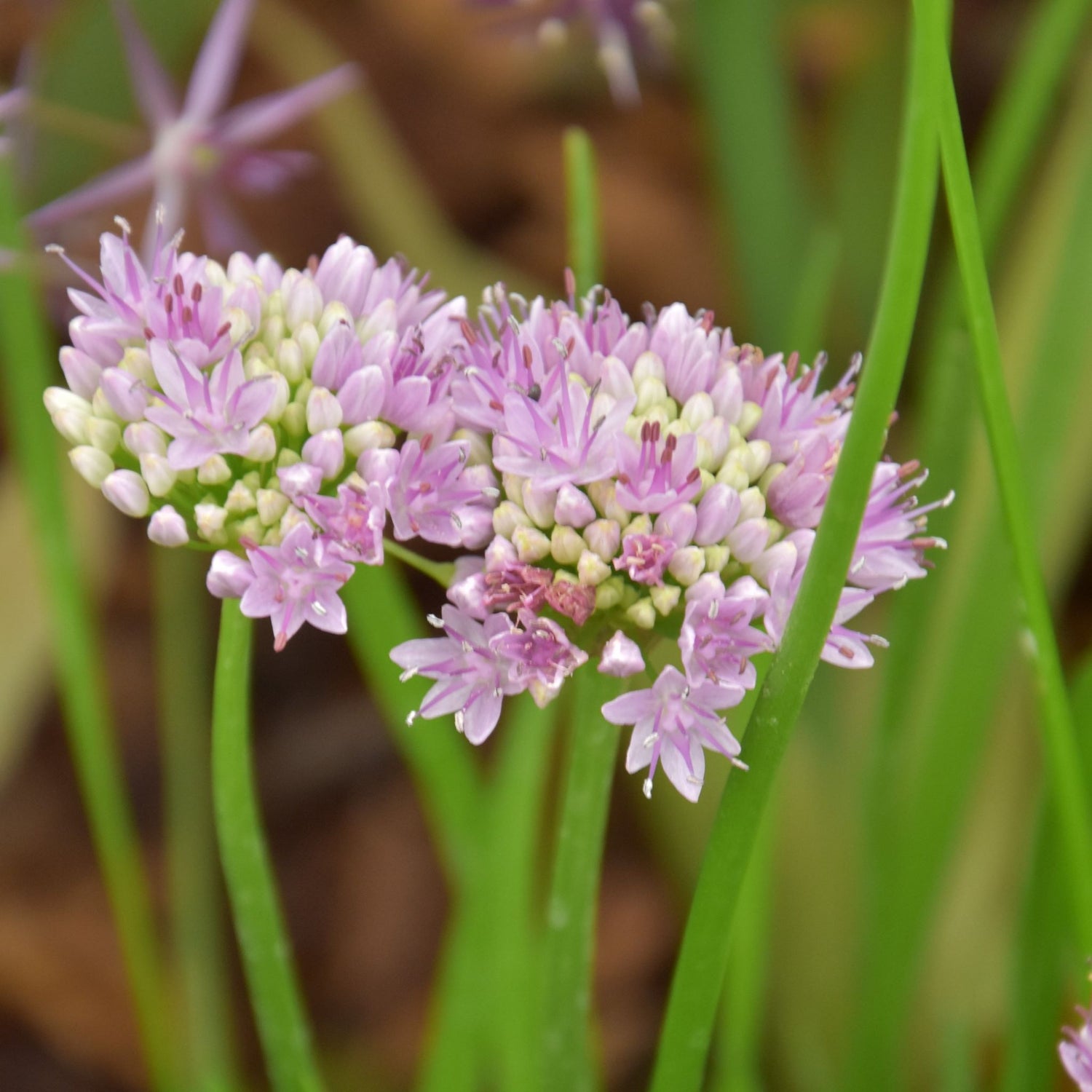 Allium angulosum