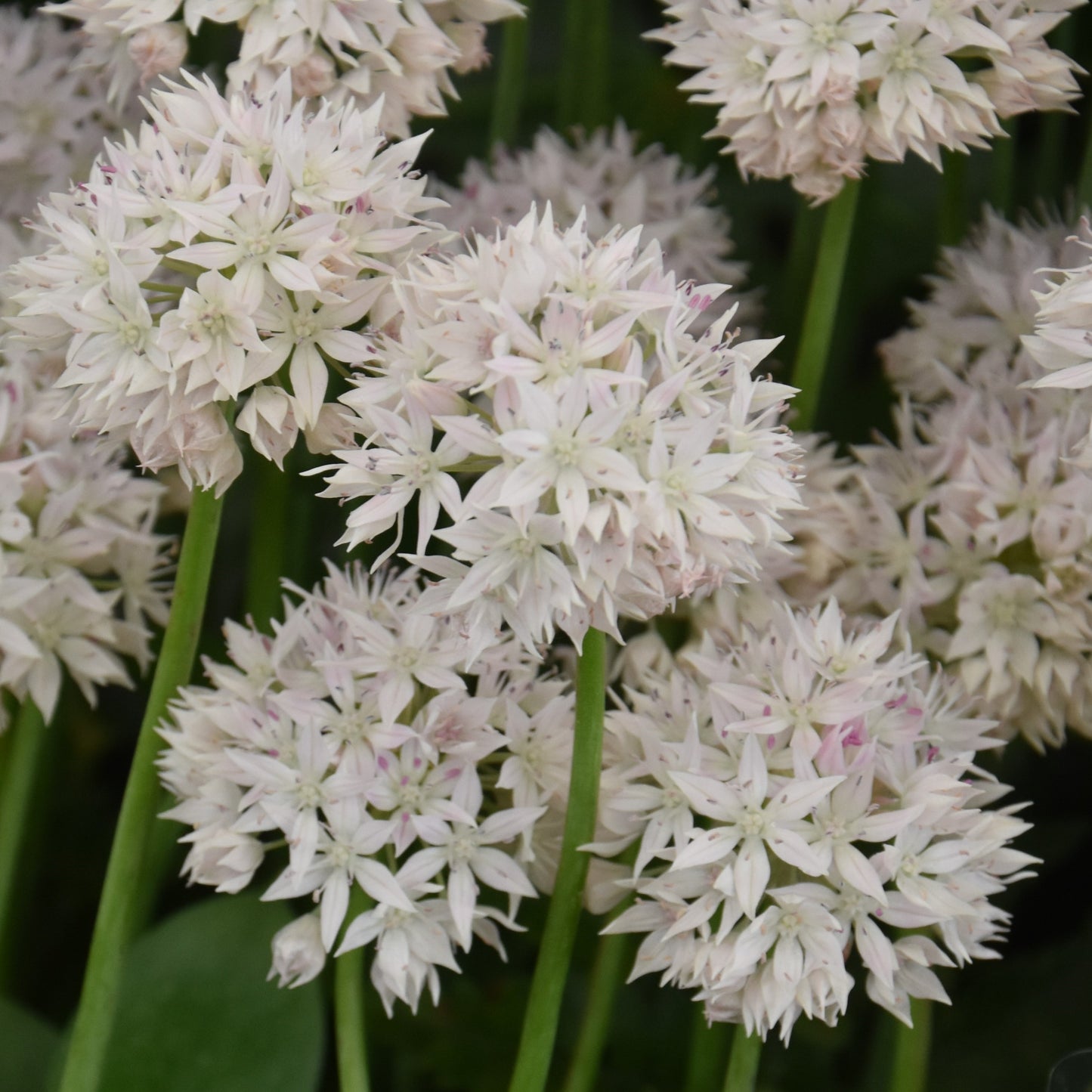 Allium amplectens 'Graceful Beauty'