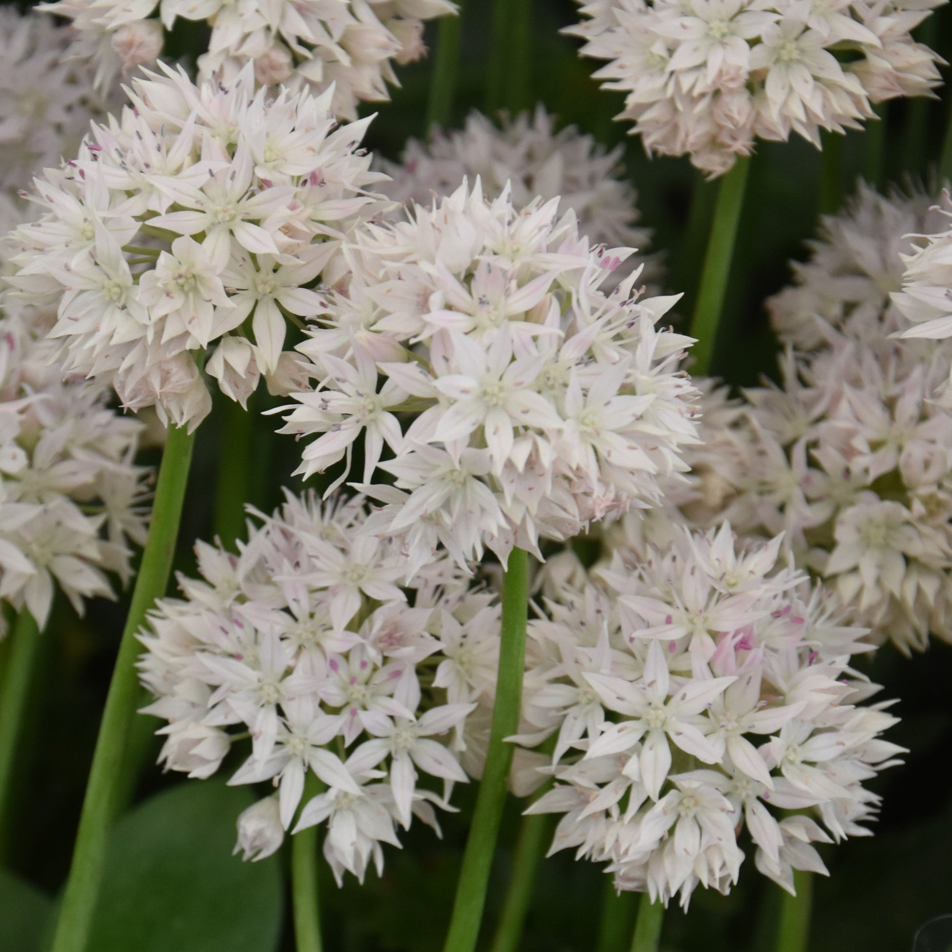 Allium amplectens 'Graceful Beauty'