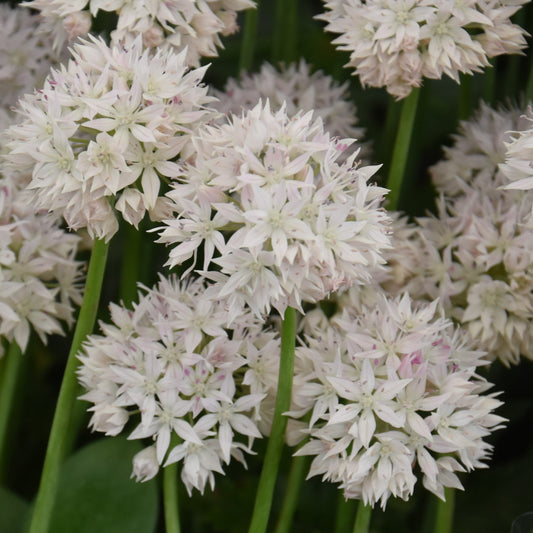 Allium amplectens 'Graceful Beauty'