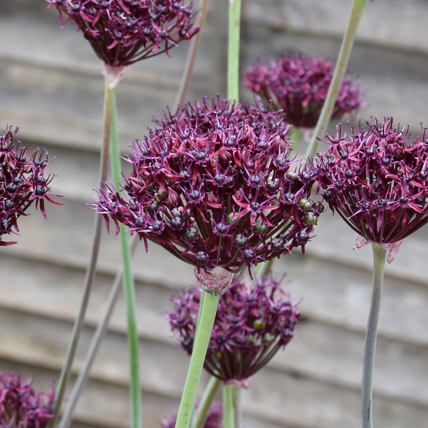 Allium atropurpureum