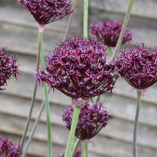 Allium atropurpureum