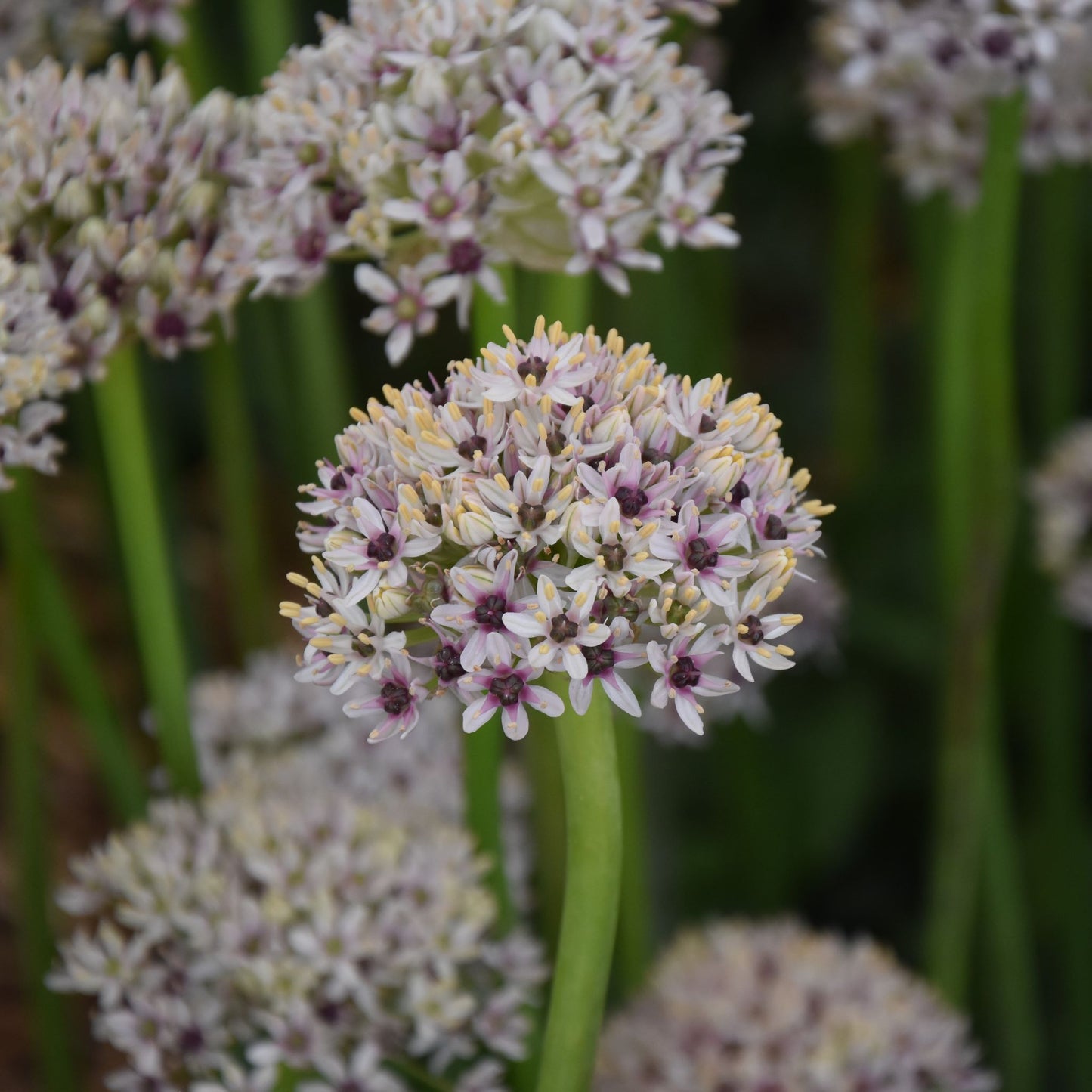 Allium balsaticum 'Silver Spring'