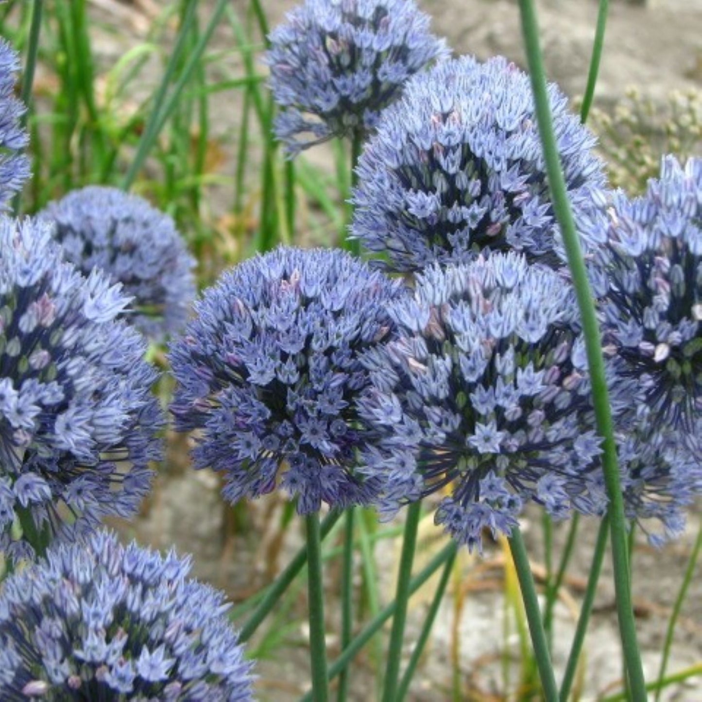 Allium caesium