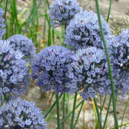 Allium caesium