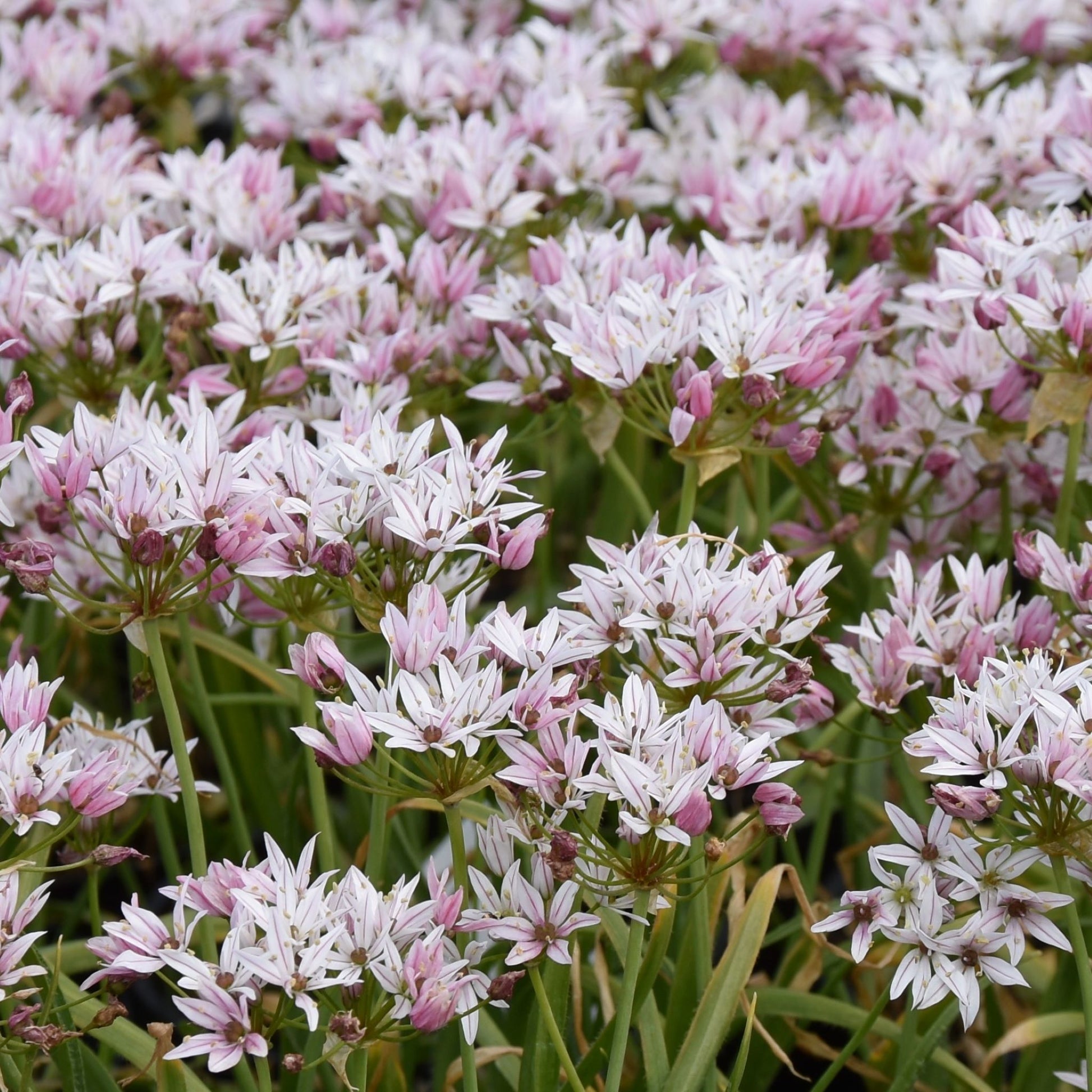 Allium Cameleon