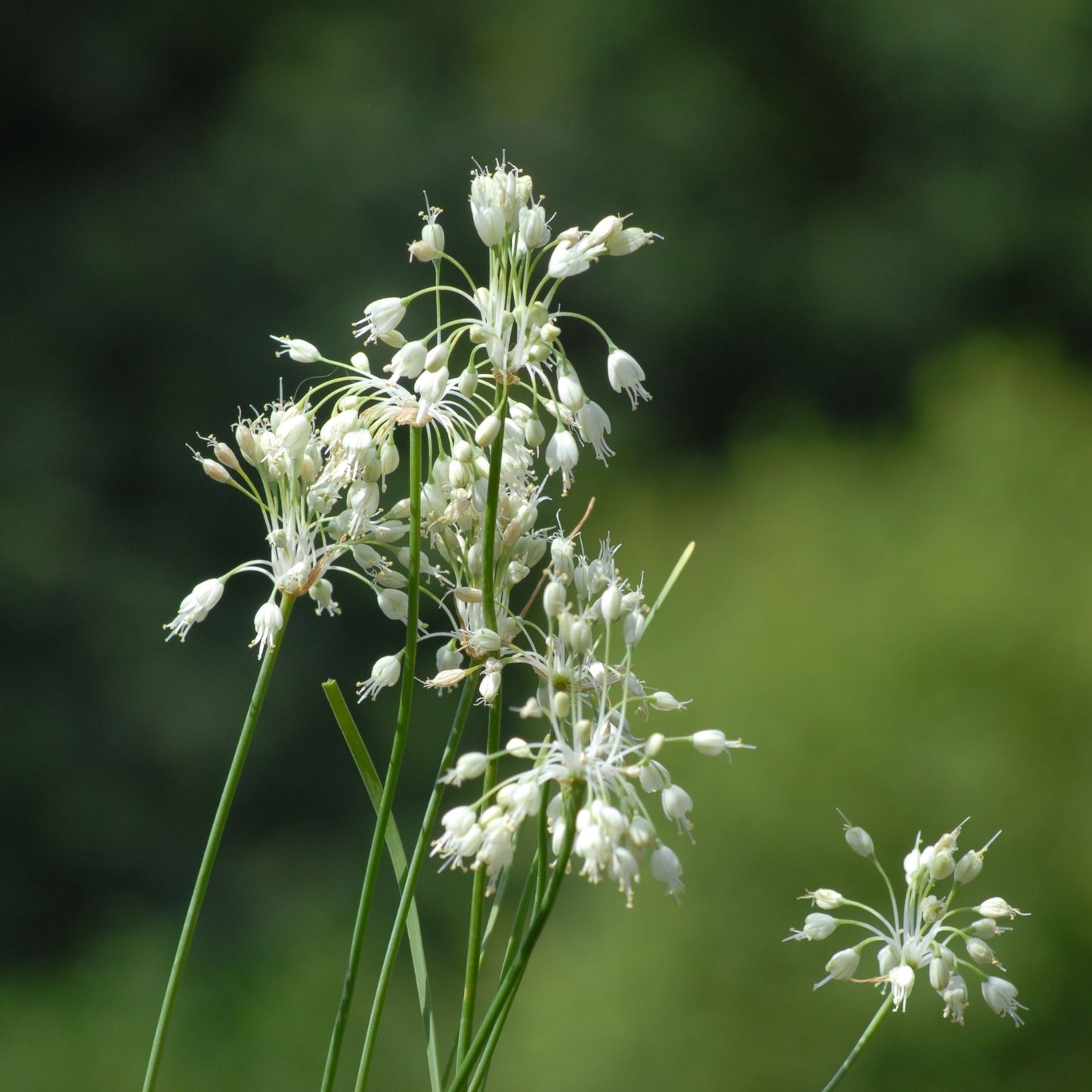 Allium carinatum ssp. pulchellum album