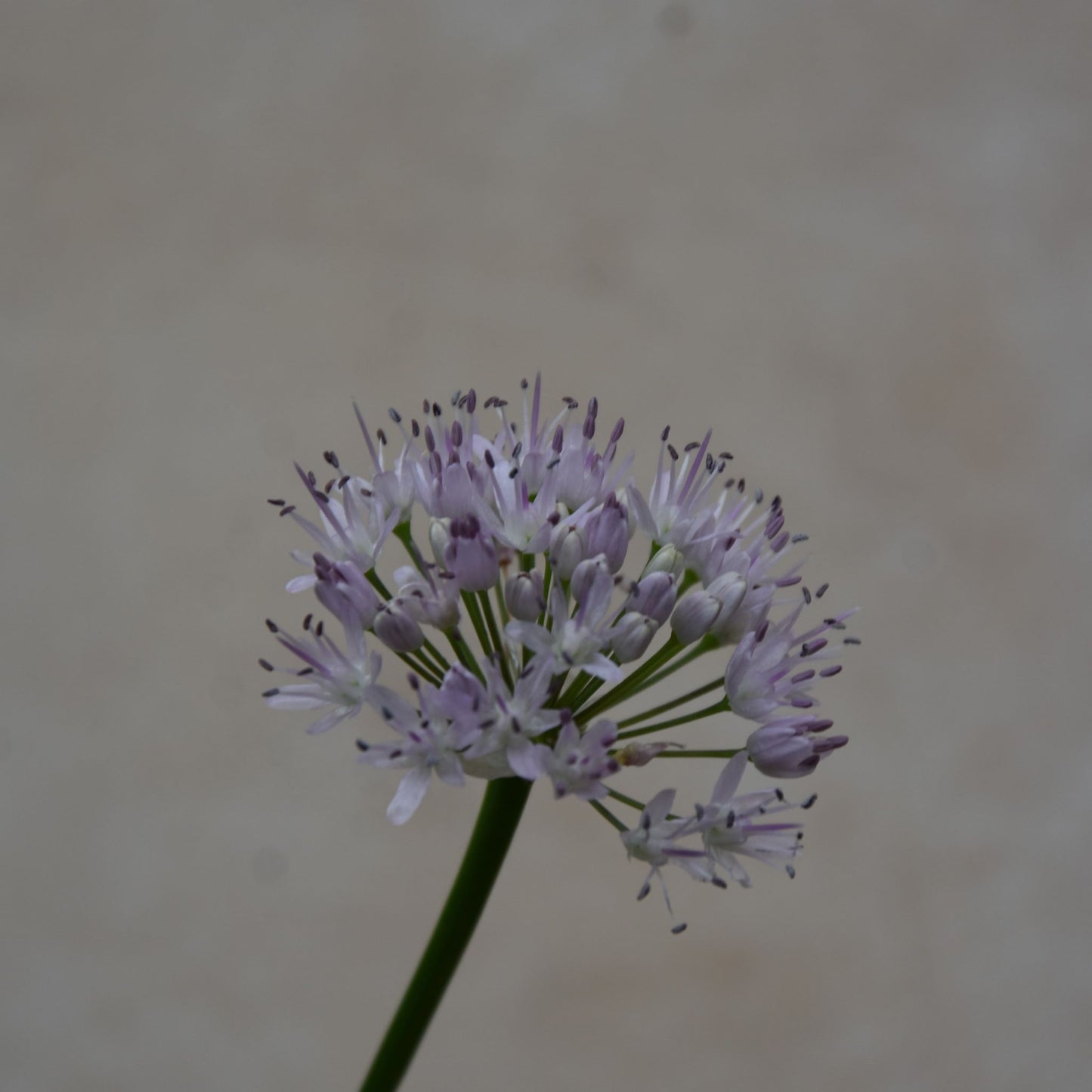 Allium carolinianum 'Rosy Dream'