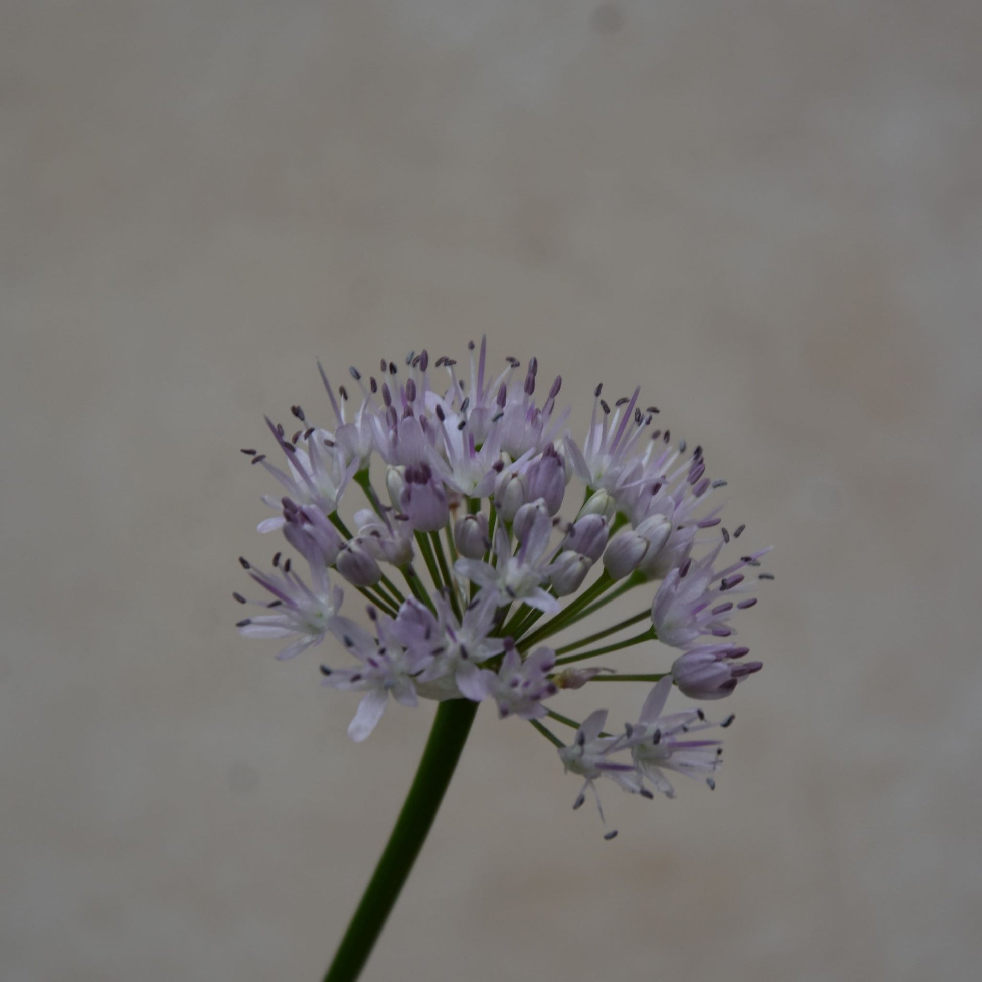 Allium carolinianum 'Rosy Dream'