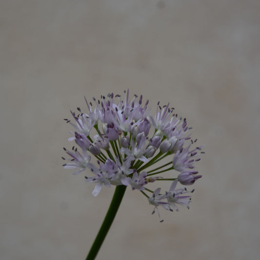 Allium carolinianum 'Rosy Dream'