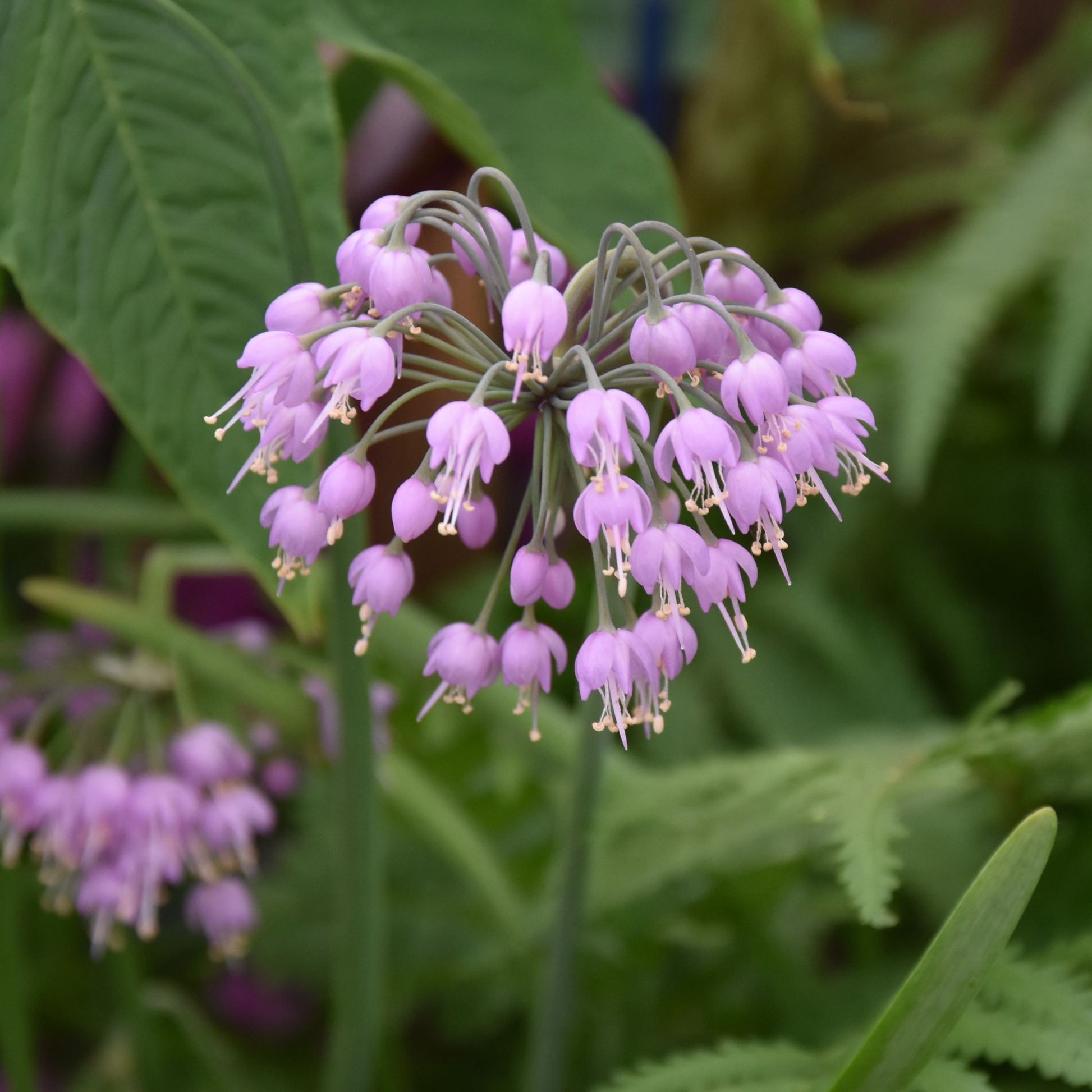 Allium cernuum