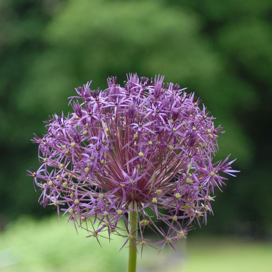 Allium cristophii