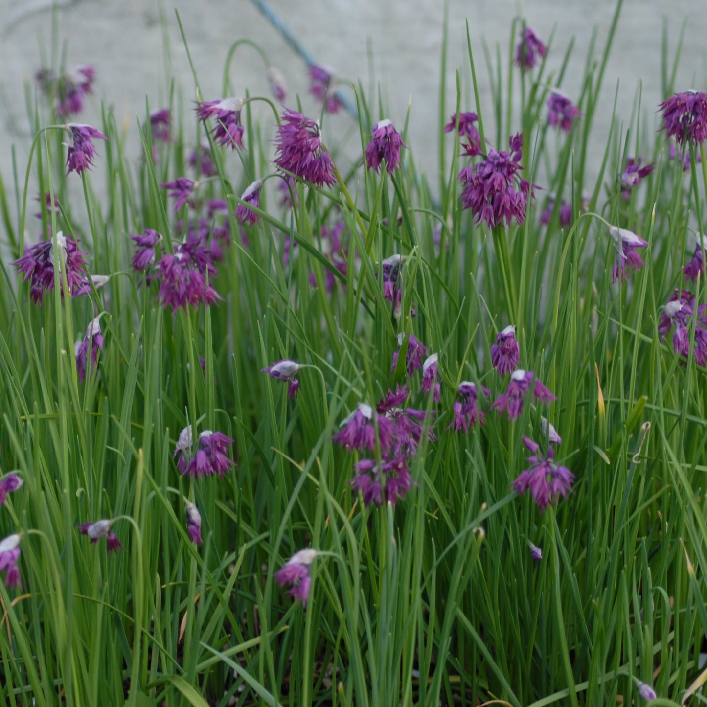 Allium cyathophorum var. farreri