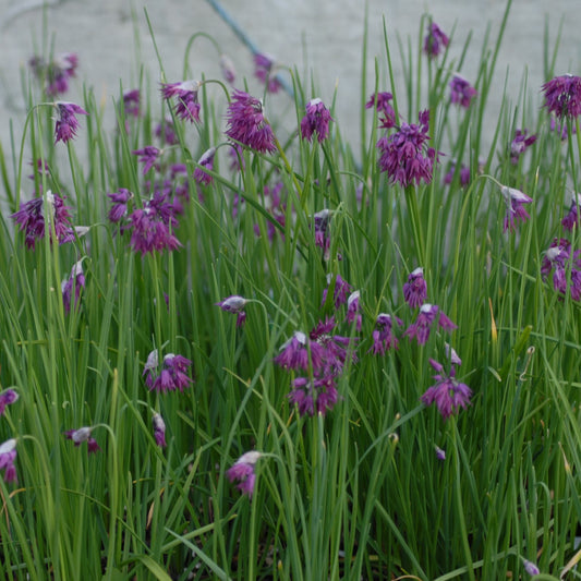 Allium cyathophorum var. farreri
