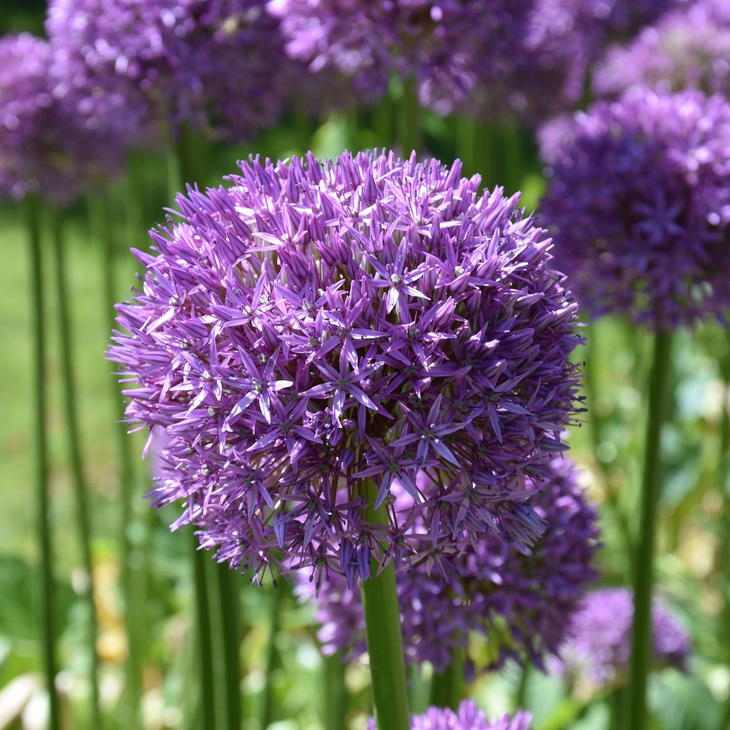 Allium Dutchman