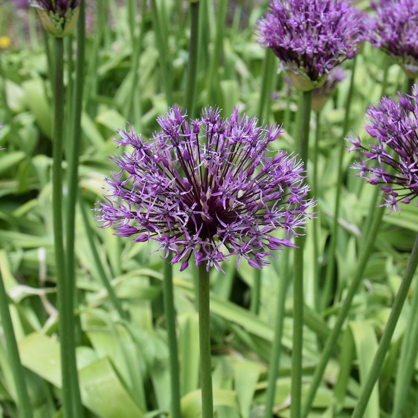 Allium jesdianum 'Early Emperor'