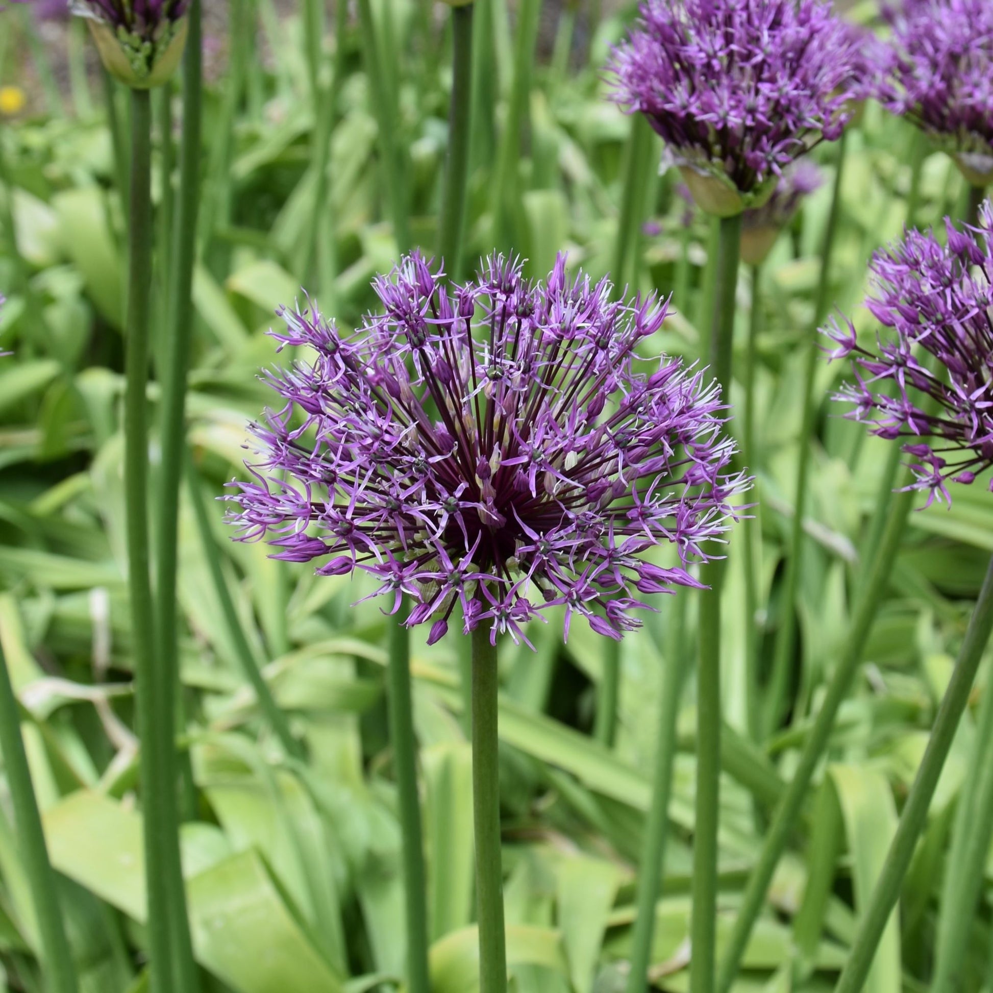 Allium jesdianum 'Early Emperor'