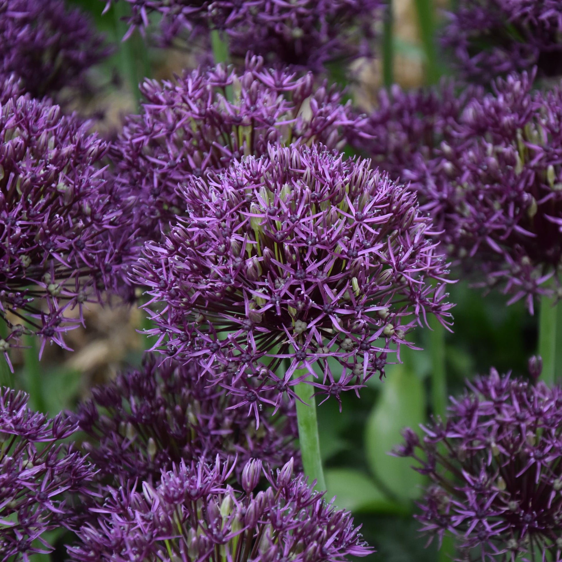 Allium Firmament