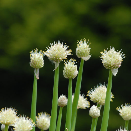 Allium fistulosum