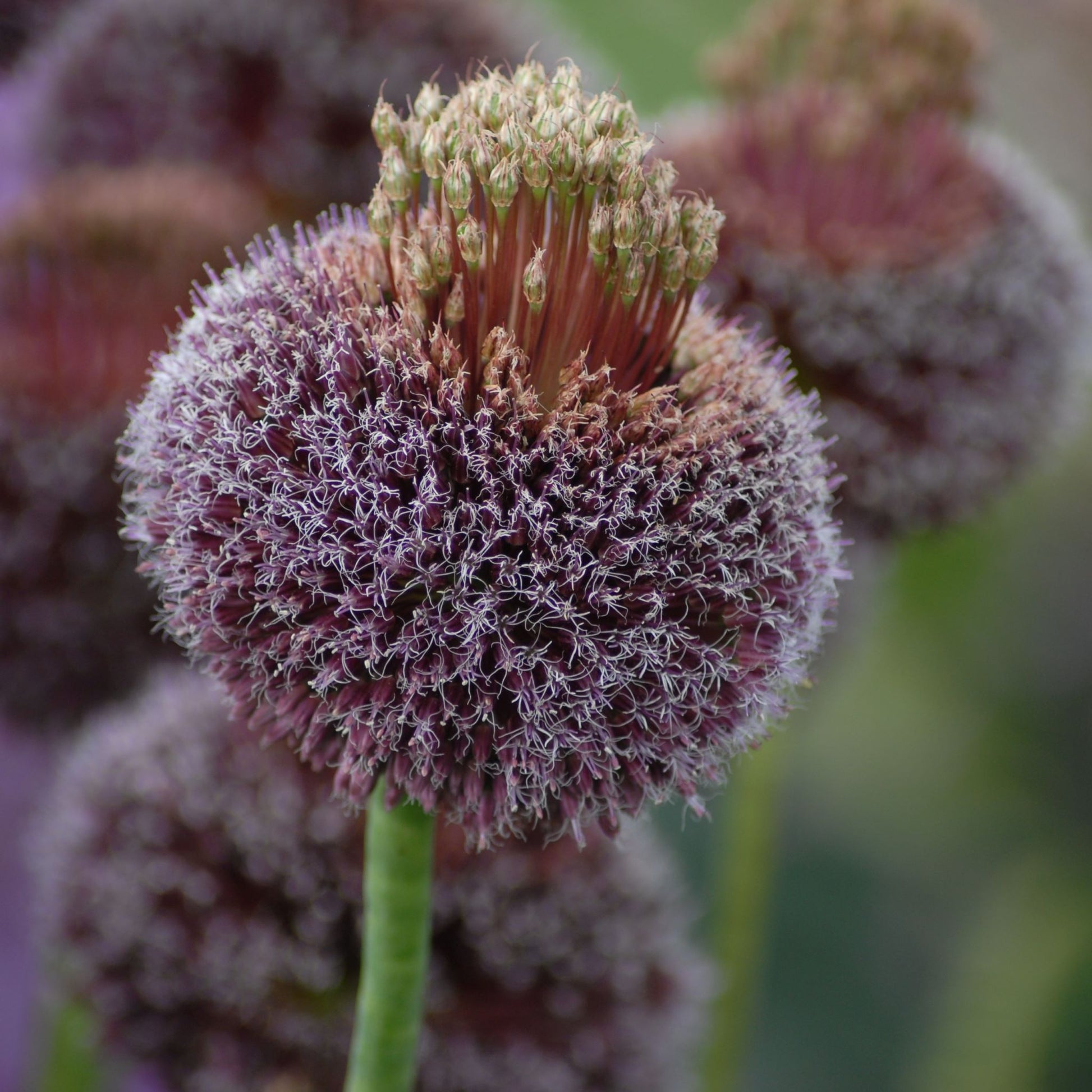 Allium amethystinum 'Forelock'