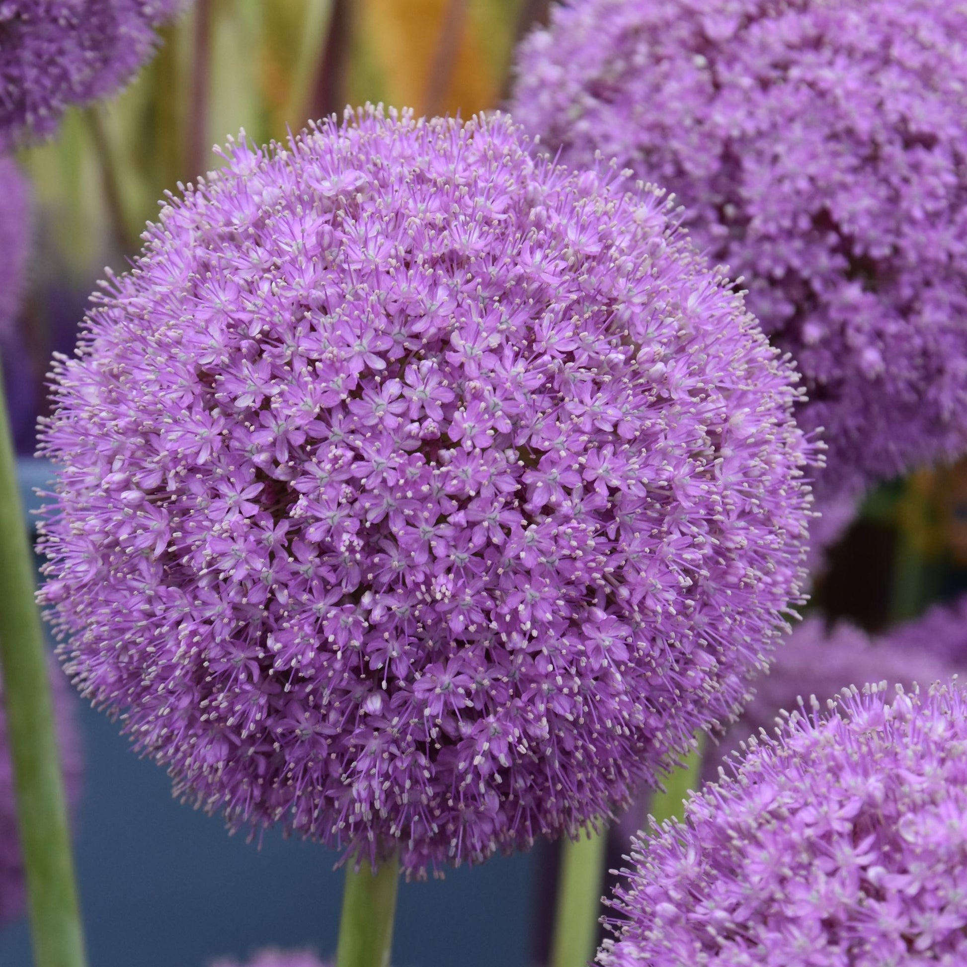Allium giganteum
