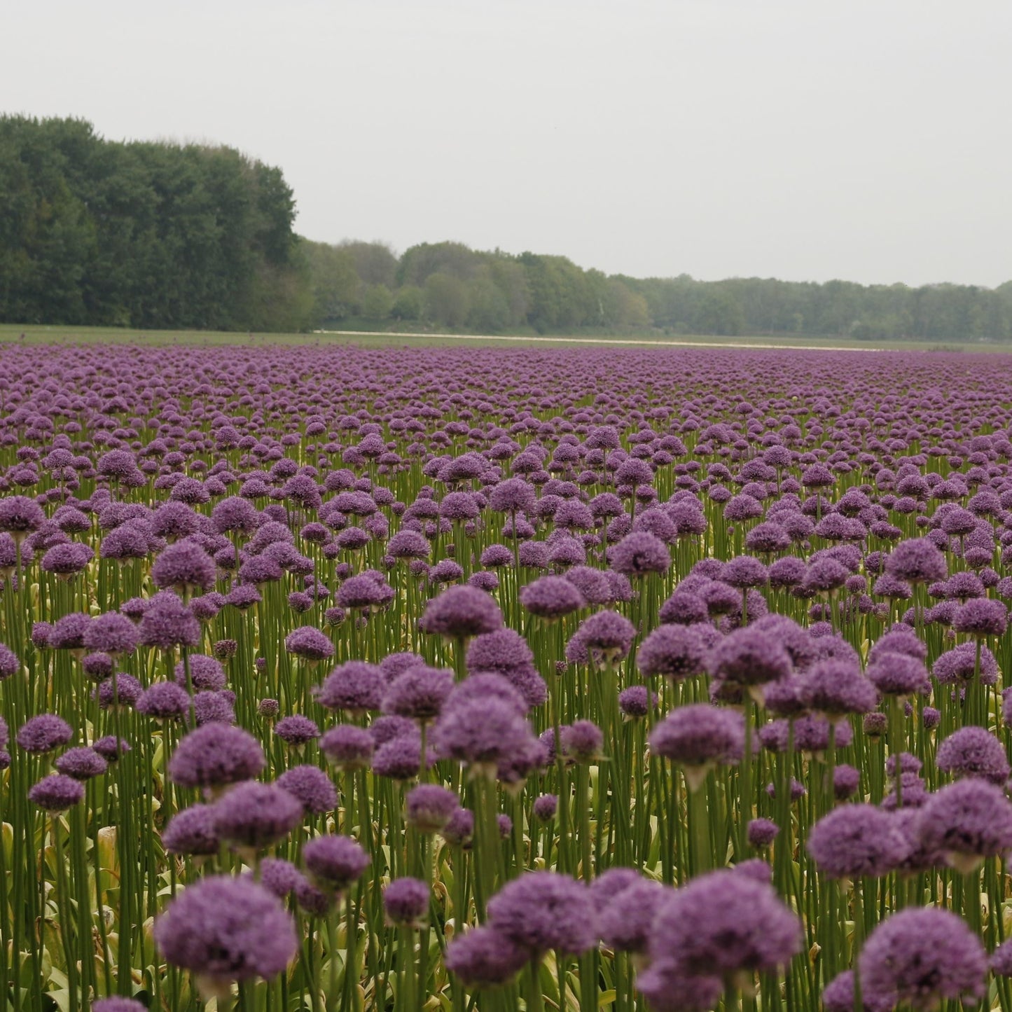 Allium Gladiator