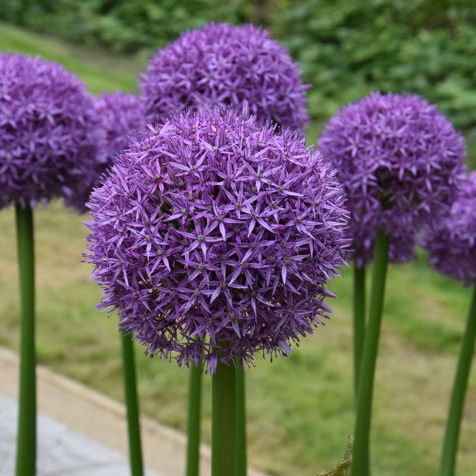 Allium Globemaster