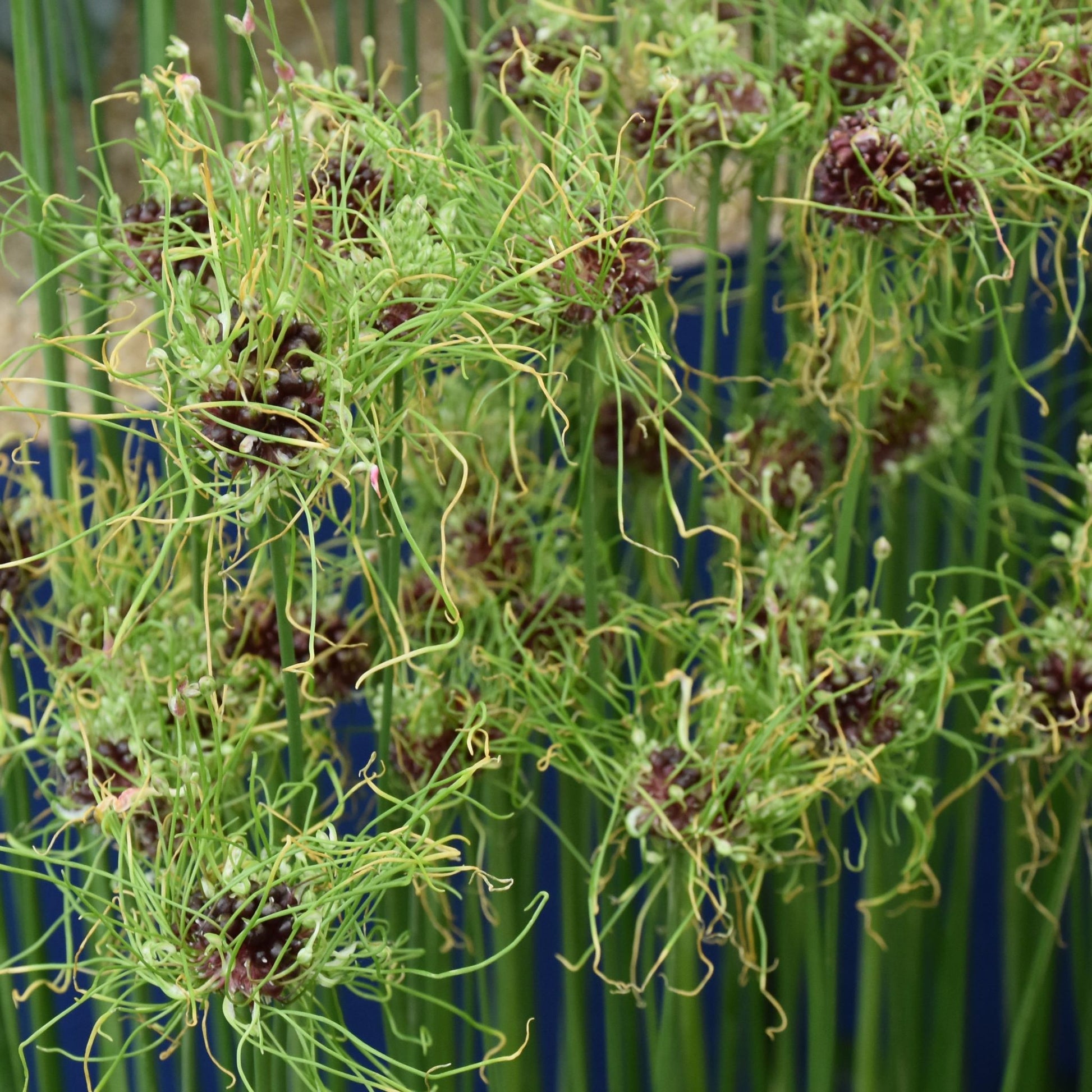 Allium Hair