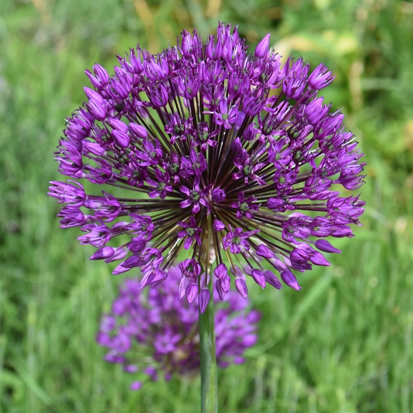 Allium hollandicum "Purple Sensation'