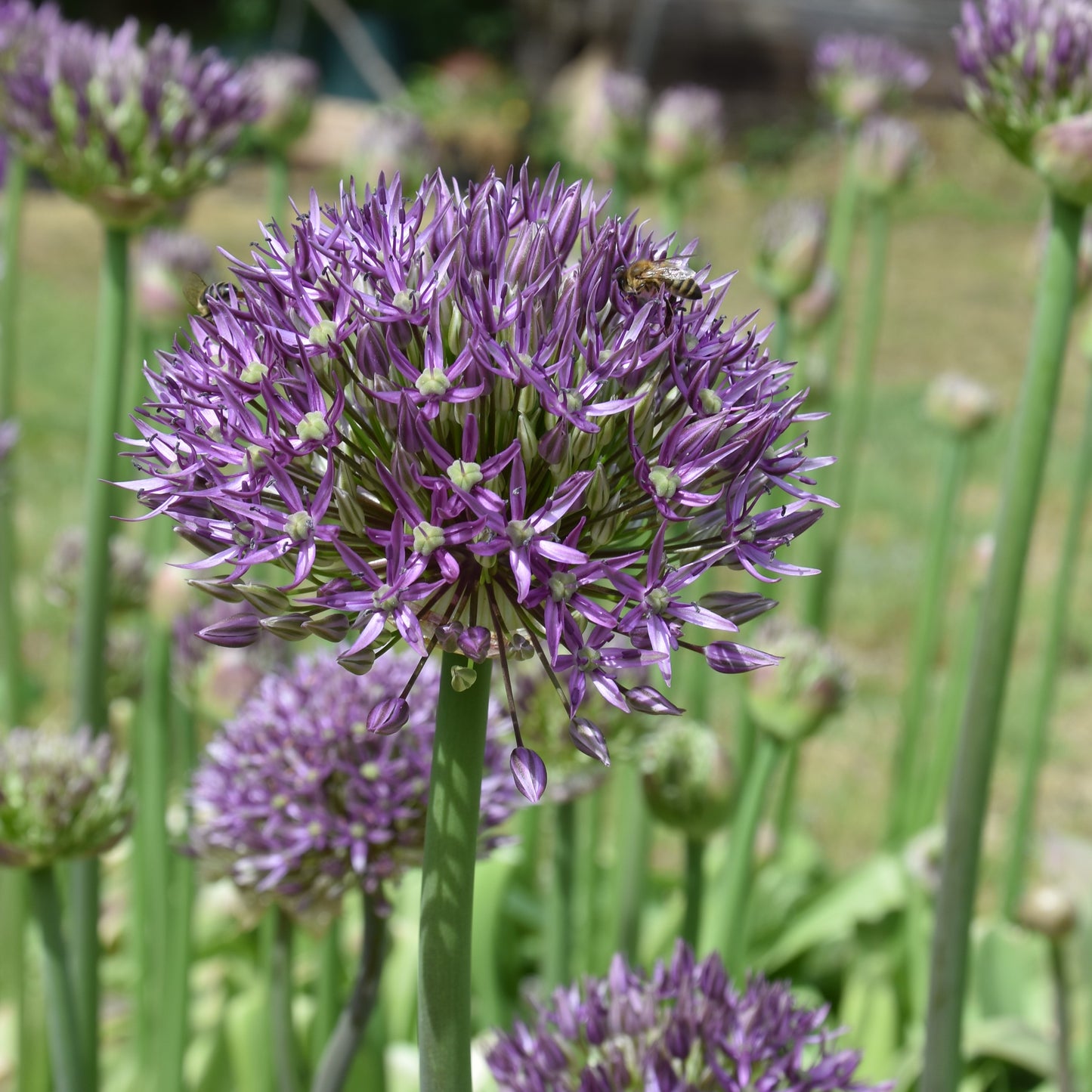 Allium Jackpot