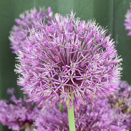 Allium jesdianum 'Shing'