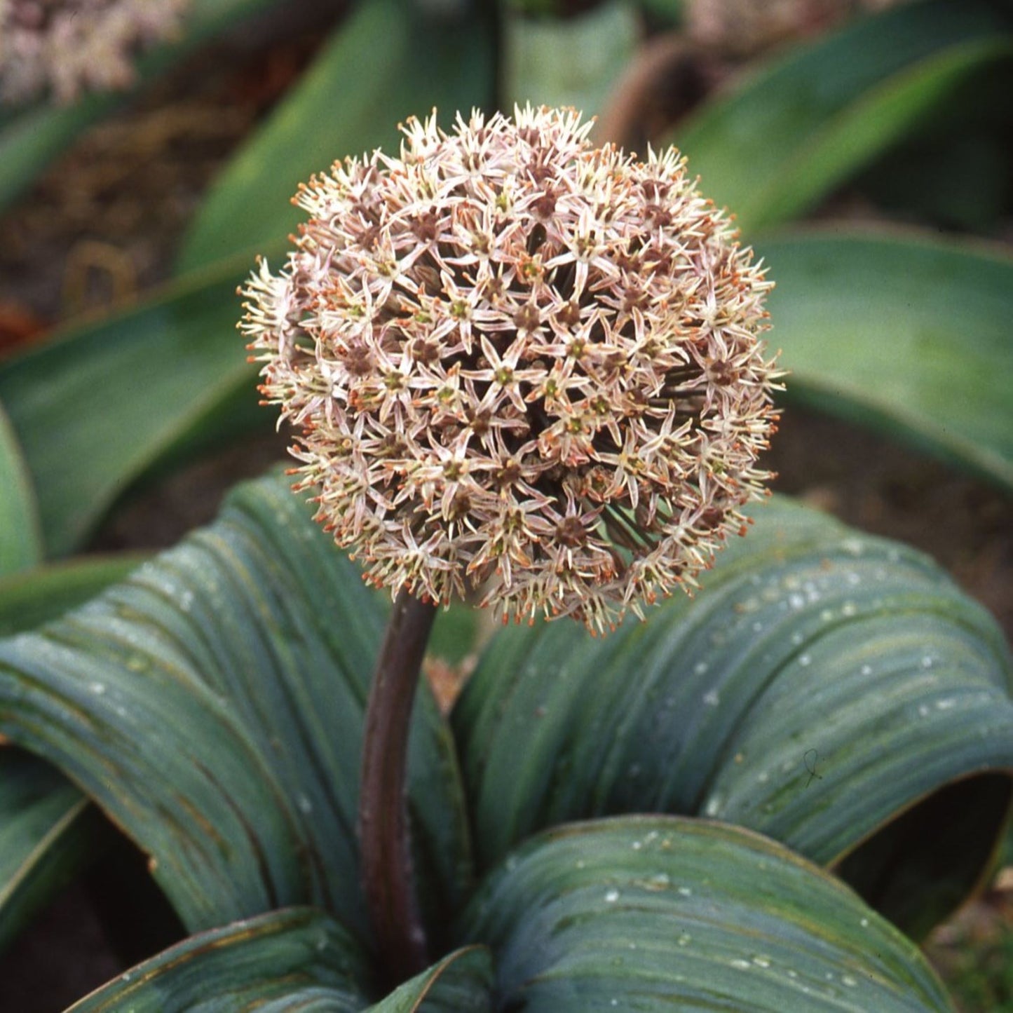 Allium karataviense