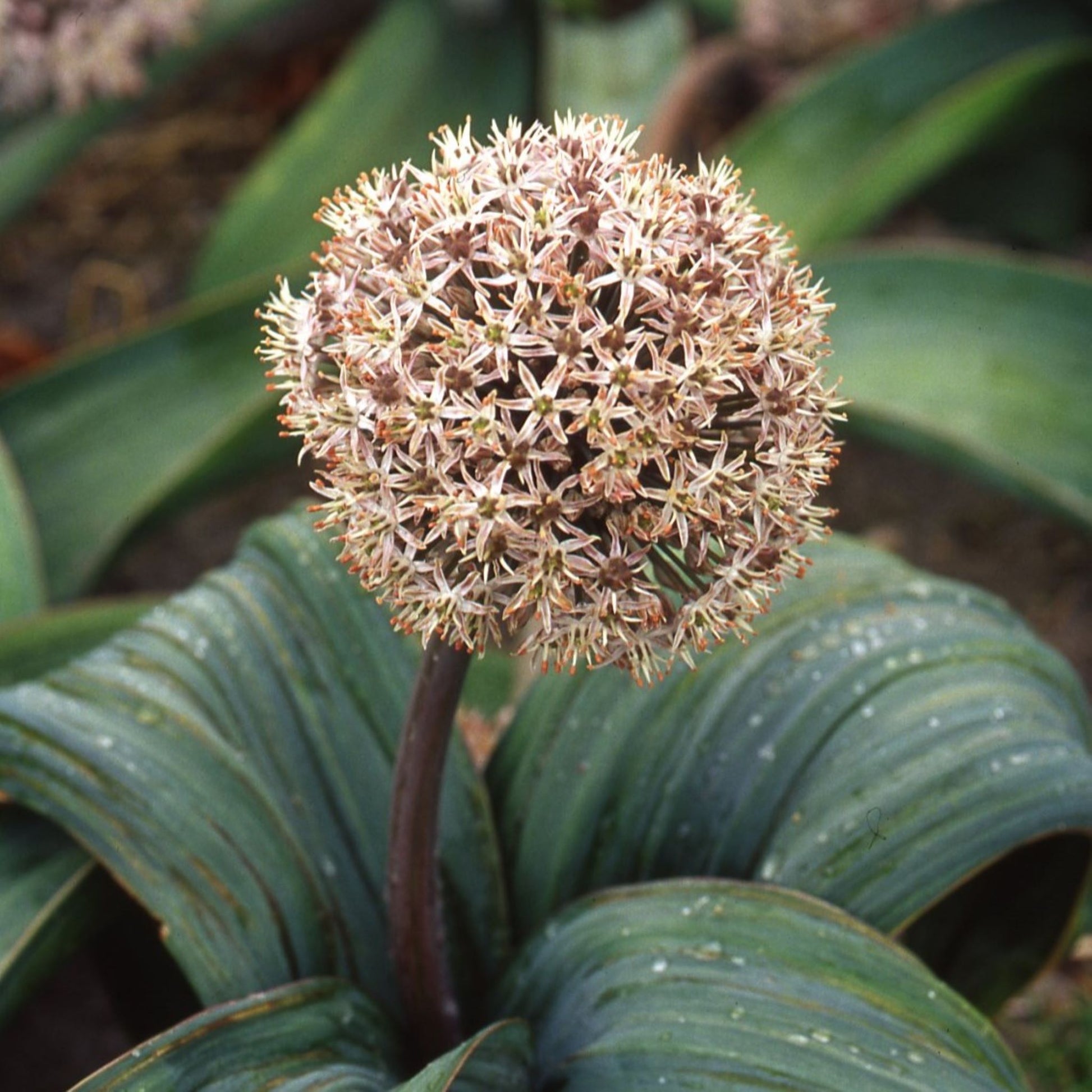 Allium karataviense