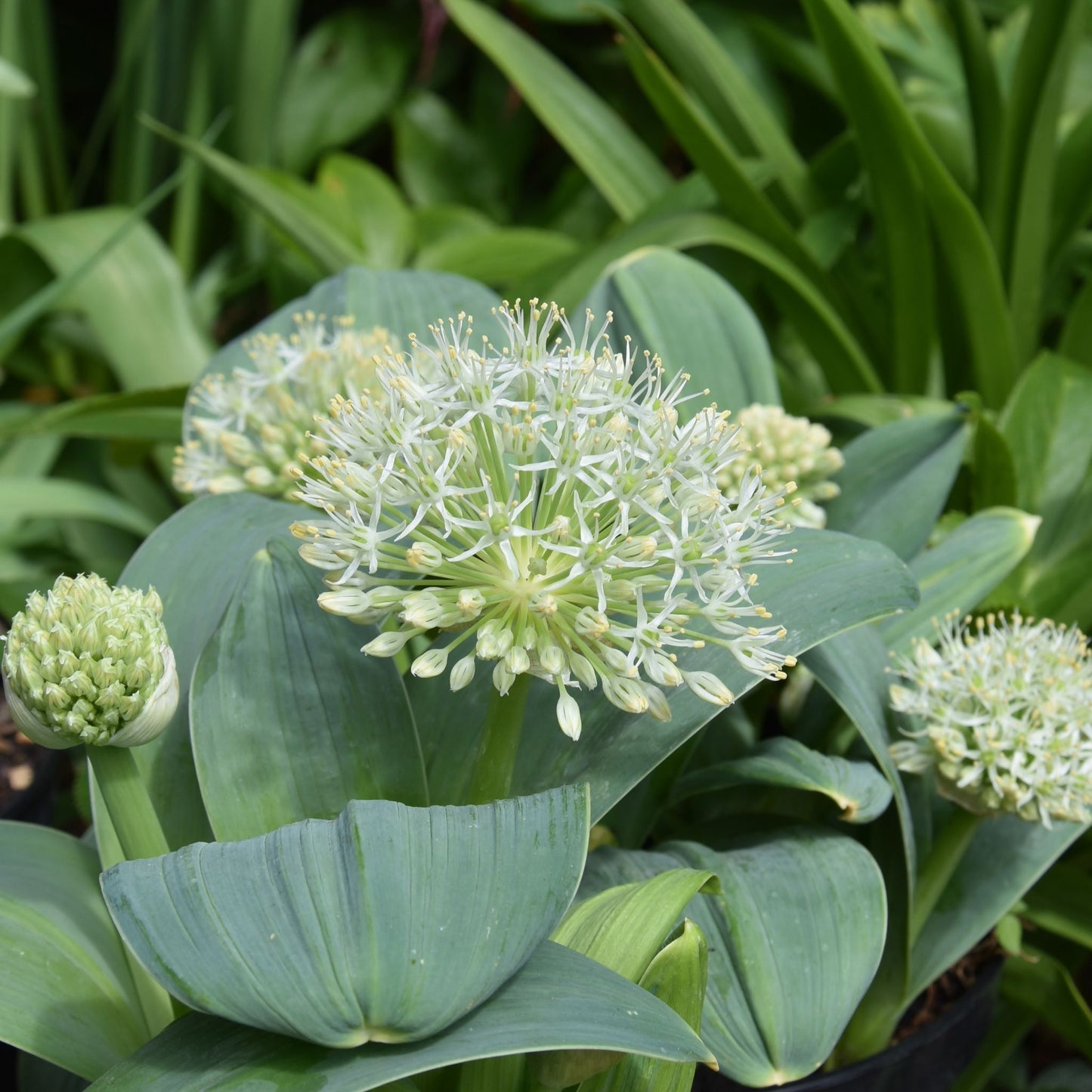 Allium karataviense 'Ivory Queen'