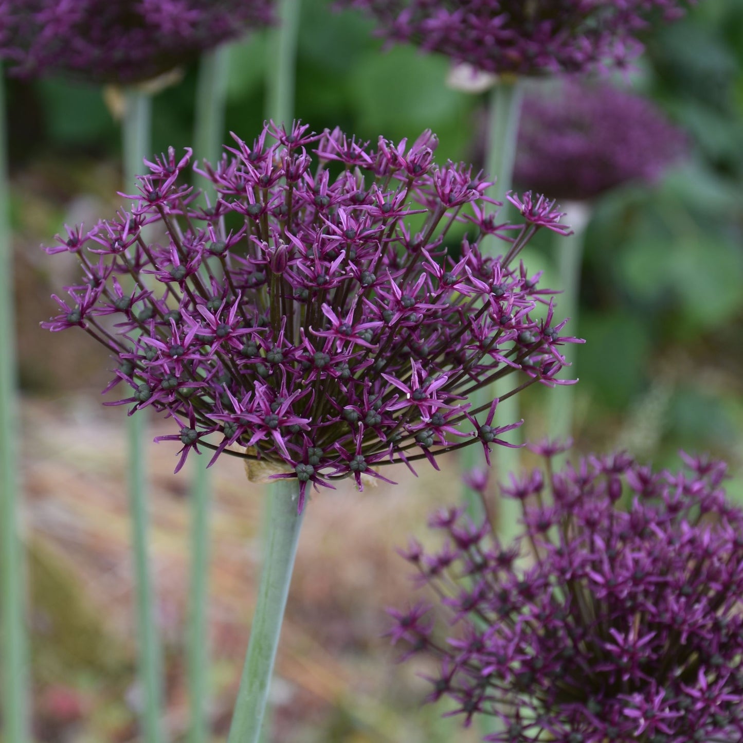 Allium Magic