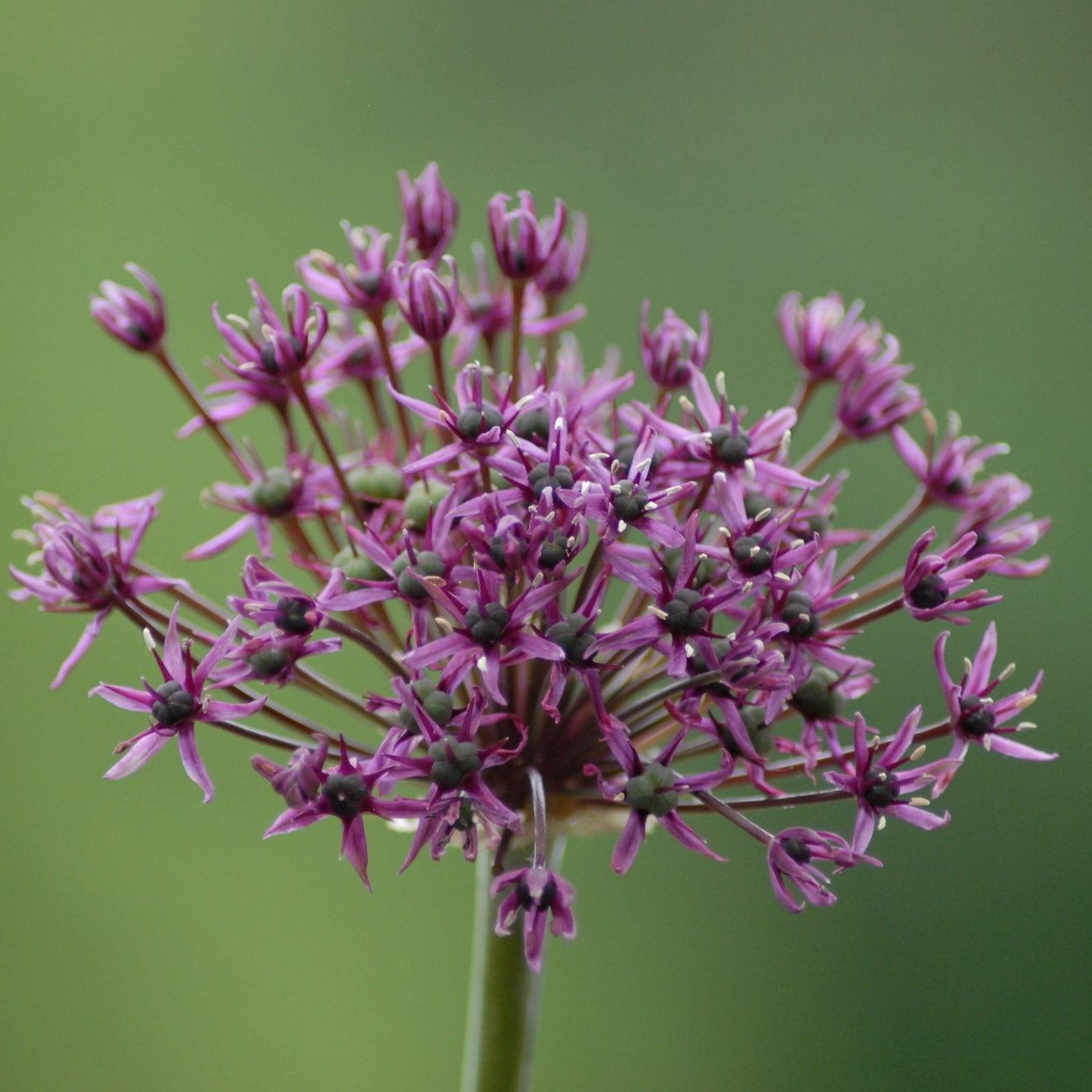 Allium Miami