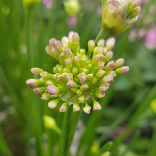 Allium Millenium
