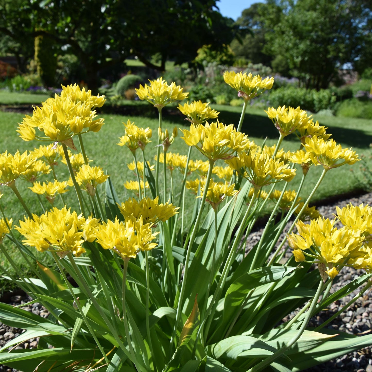 Allium moly