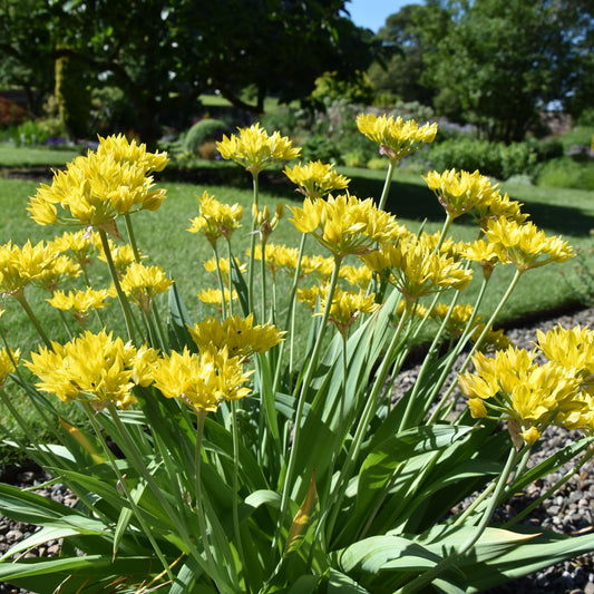 Allium moly