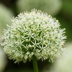 Allium Mont Blanc