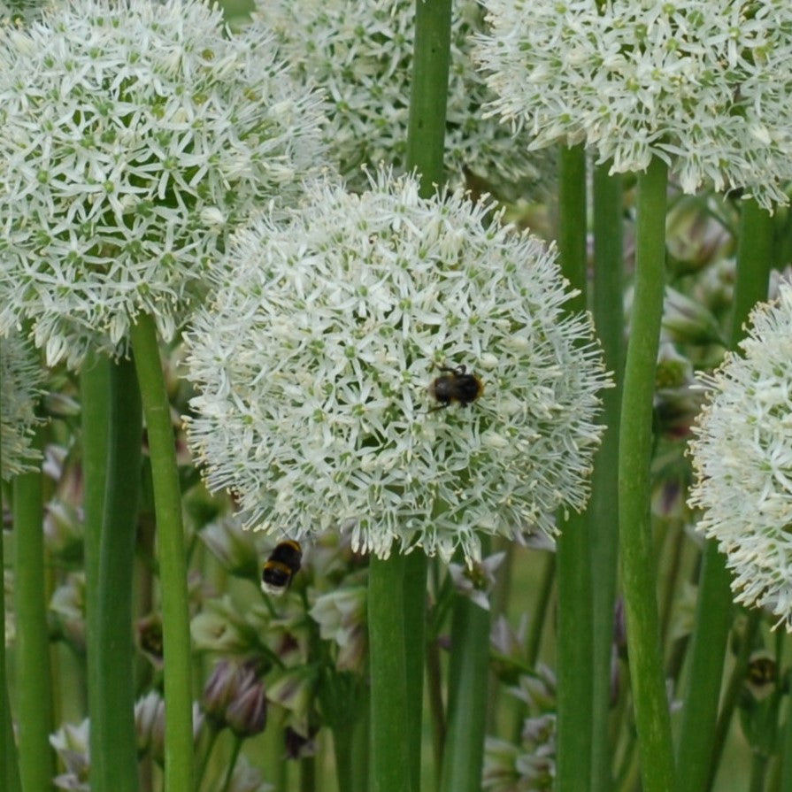 Allium Mount Everest