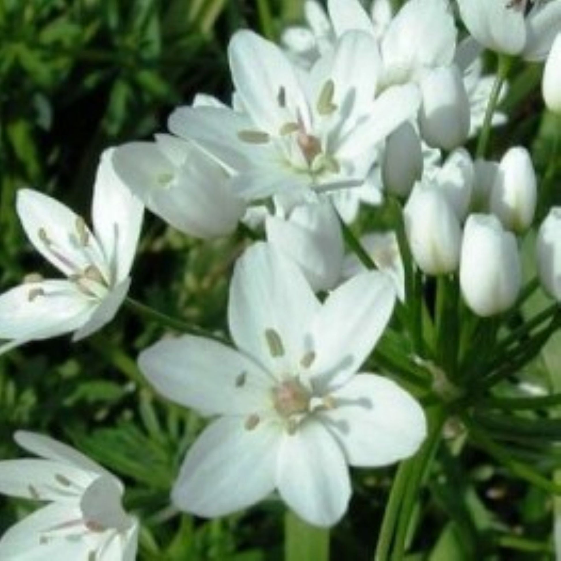 Allium neapolitanum