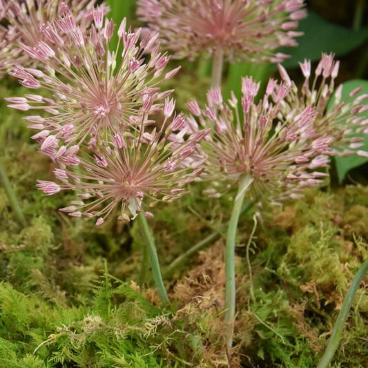 Allium nevskianum