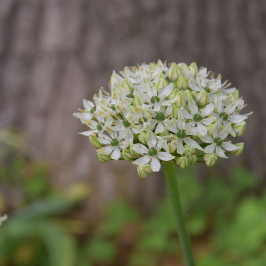 Allium nigrum (syn. multibulbosum)