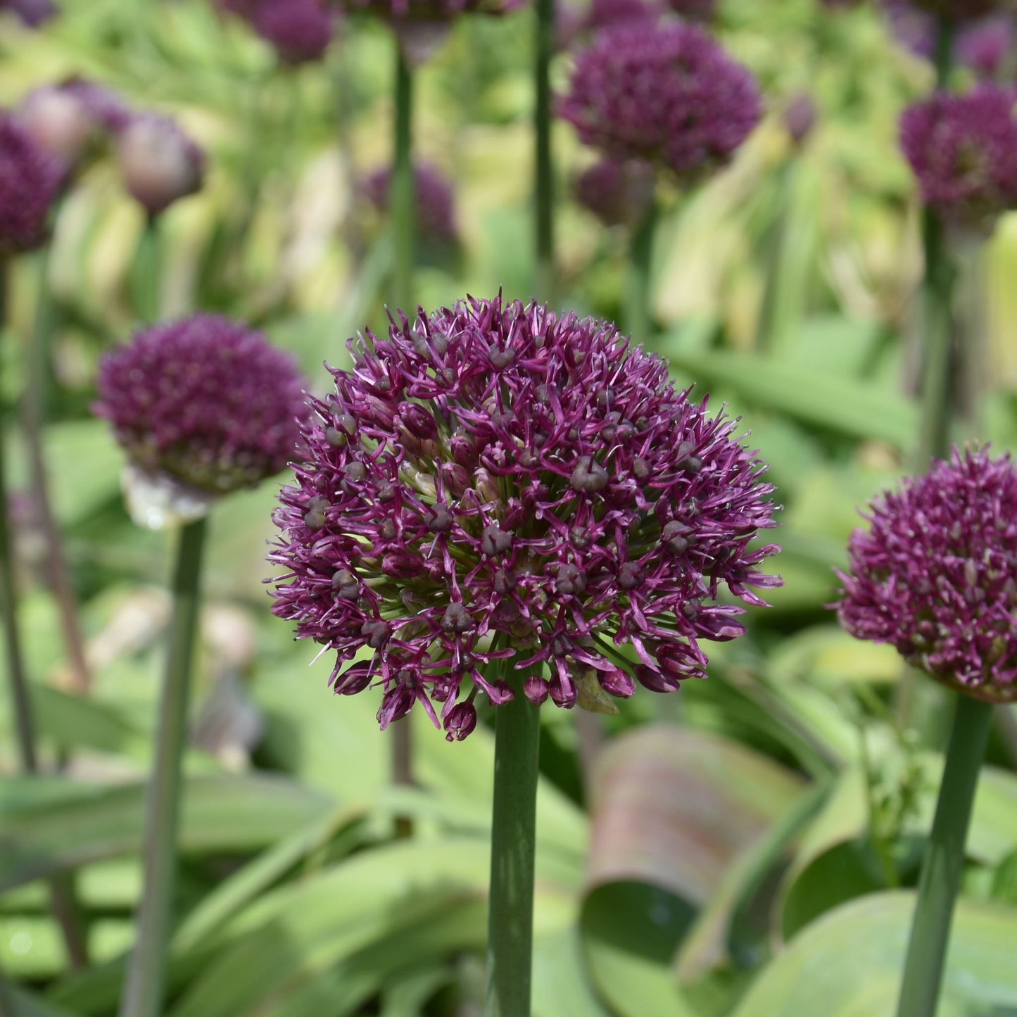 Allium Ostara