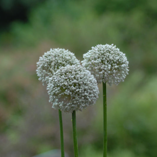 Allium ampeloprasum 'Ping Pong'