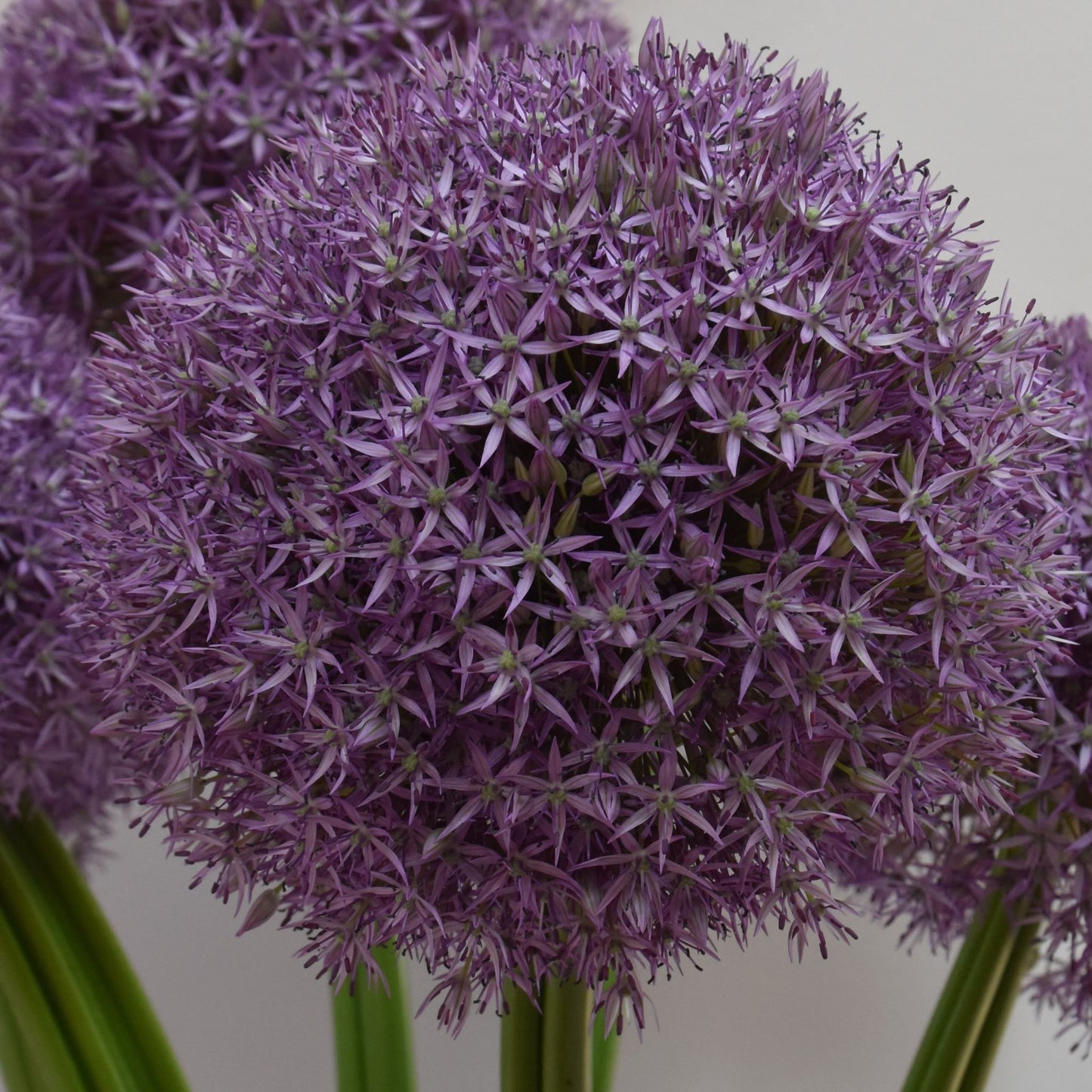 Allium Pinball Wizard